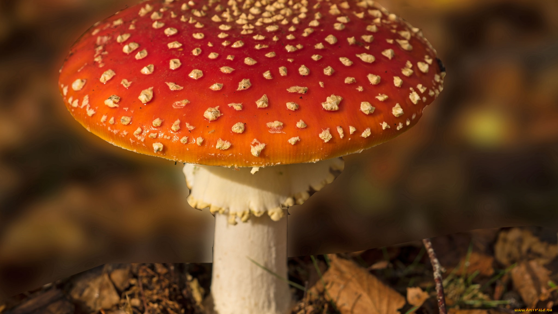природа, грибы, , мухомор, грибок
