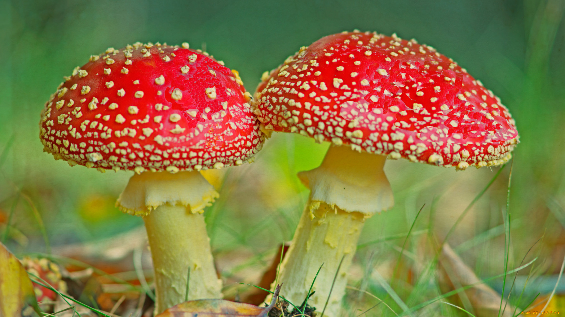 природа, грибы, , мухомор, грибок