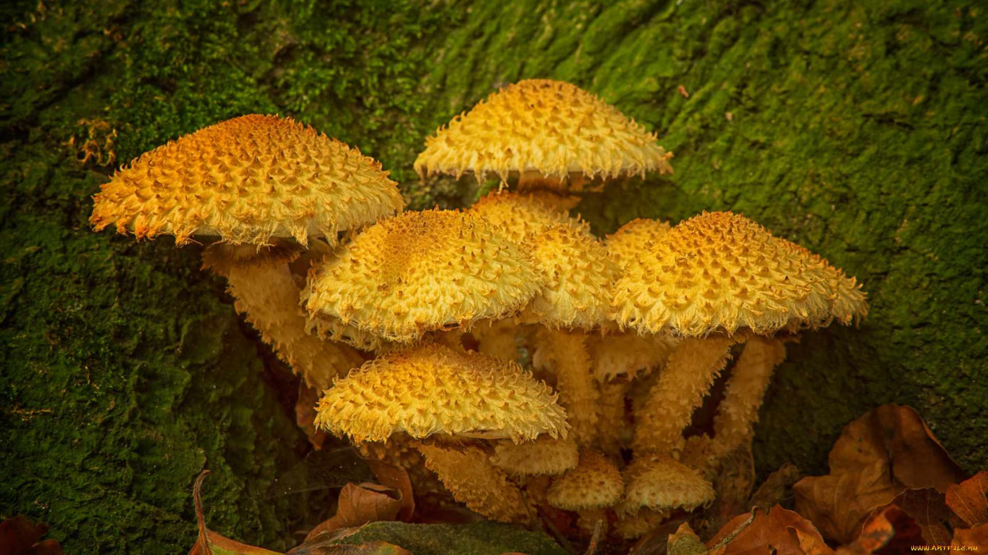 природа, грибы, опята