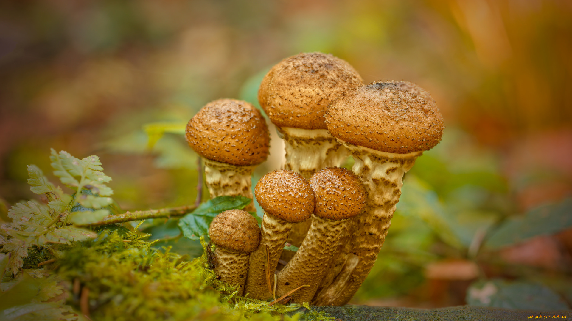 природа, грибы, опята