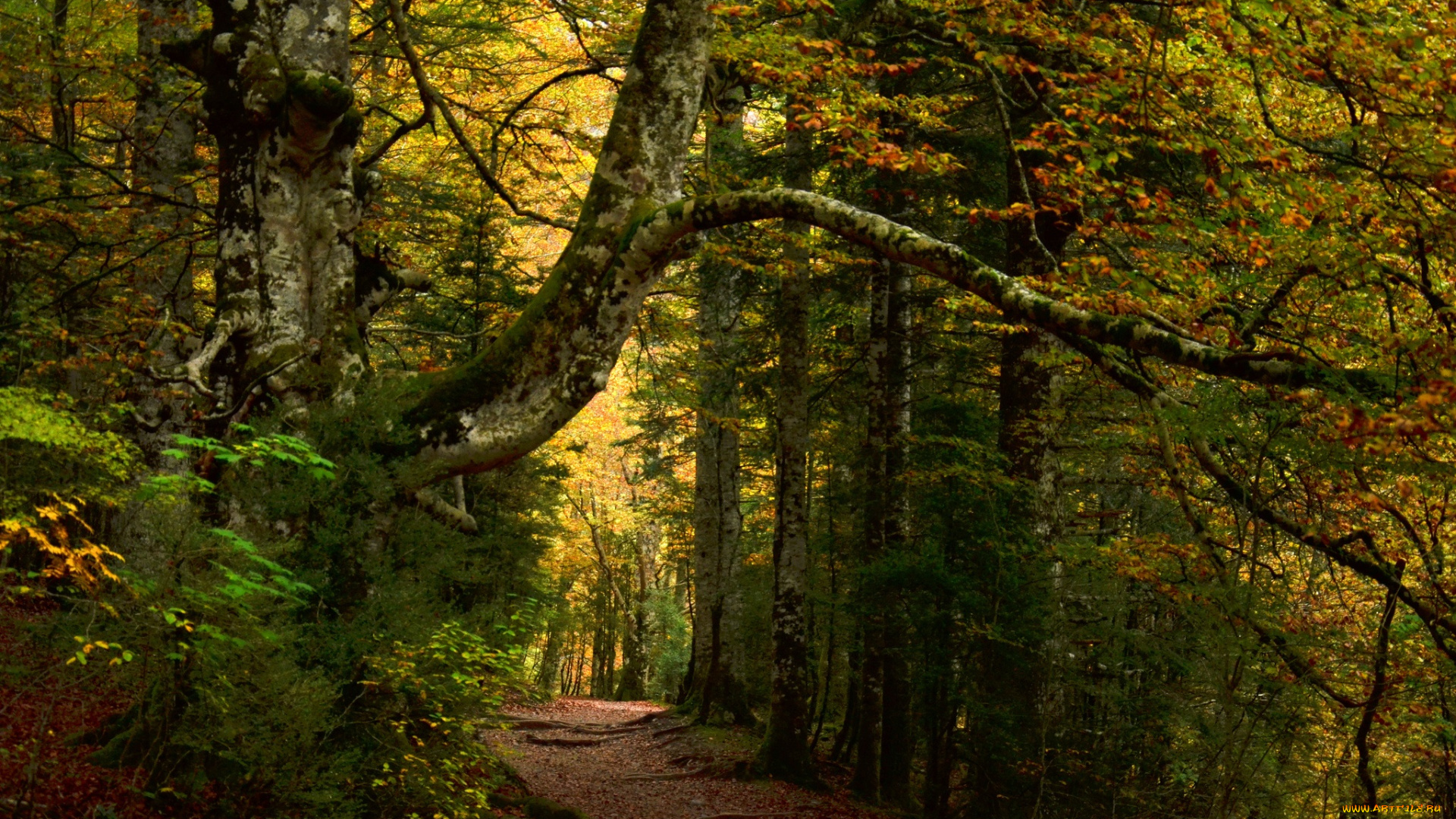 природа, лес, деревья