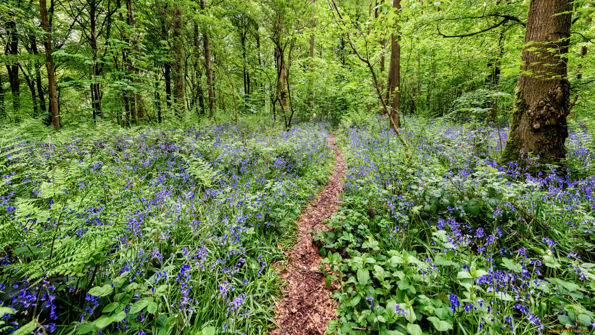 природа, лес, тропика