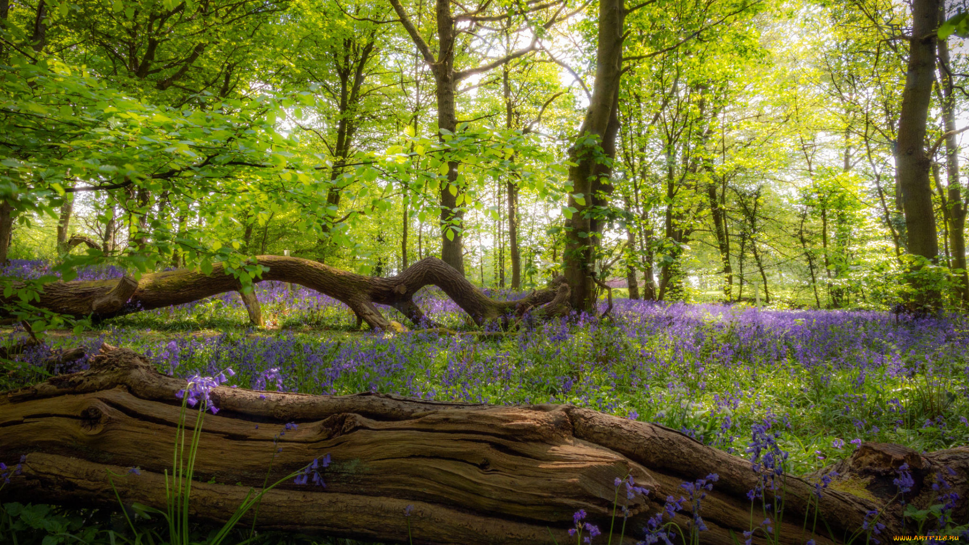природа, лес, весна, деревья