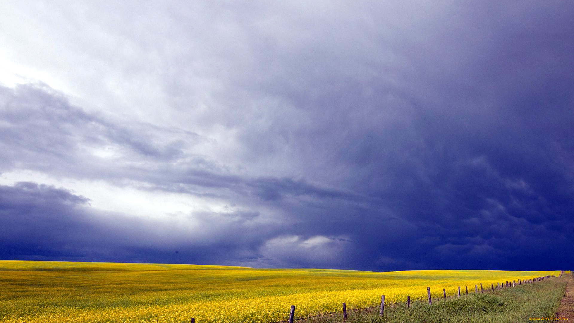 природа, поля, изгородь, рапс, поле, тучи