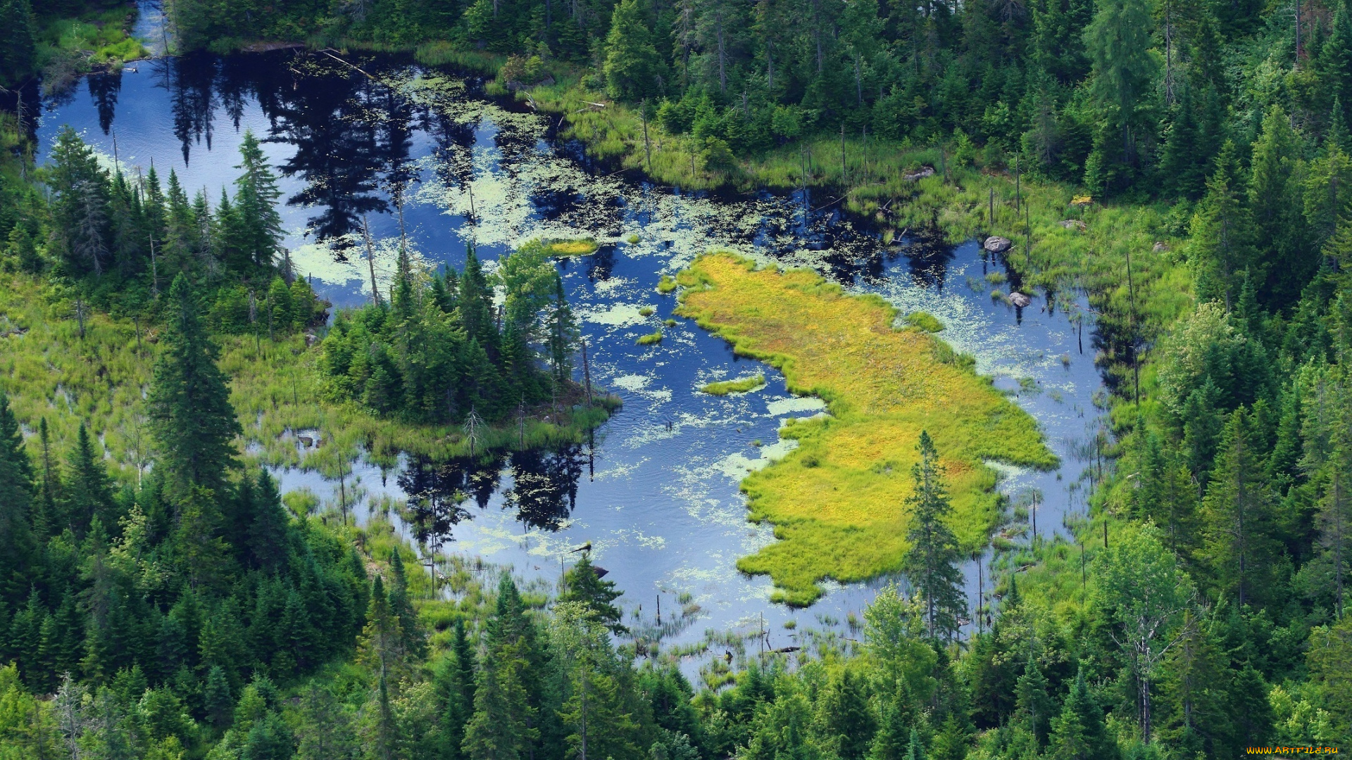 природа, реки, озера, канада, лес, река, водоём, лето, берег, солнце, свет, блики, вид, высота