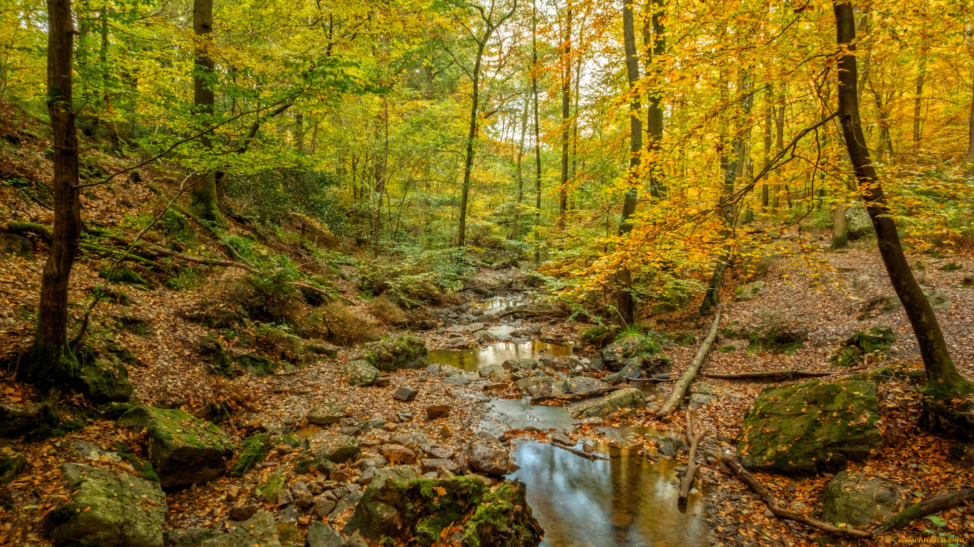 природа, реки, озера, река, лес