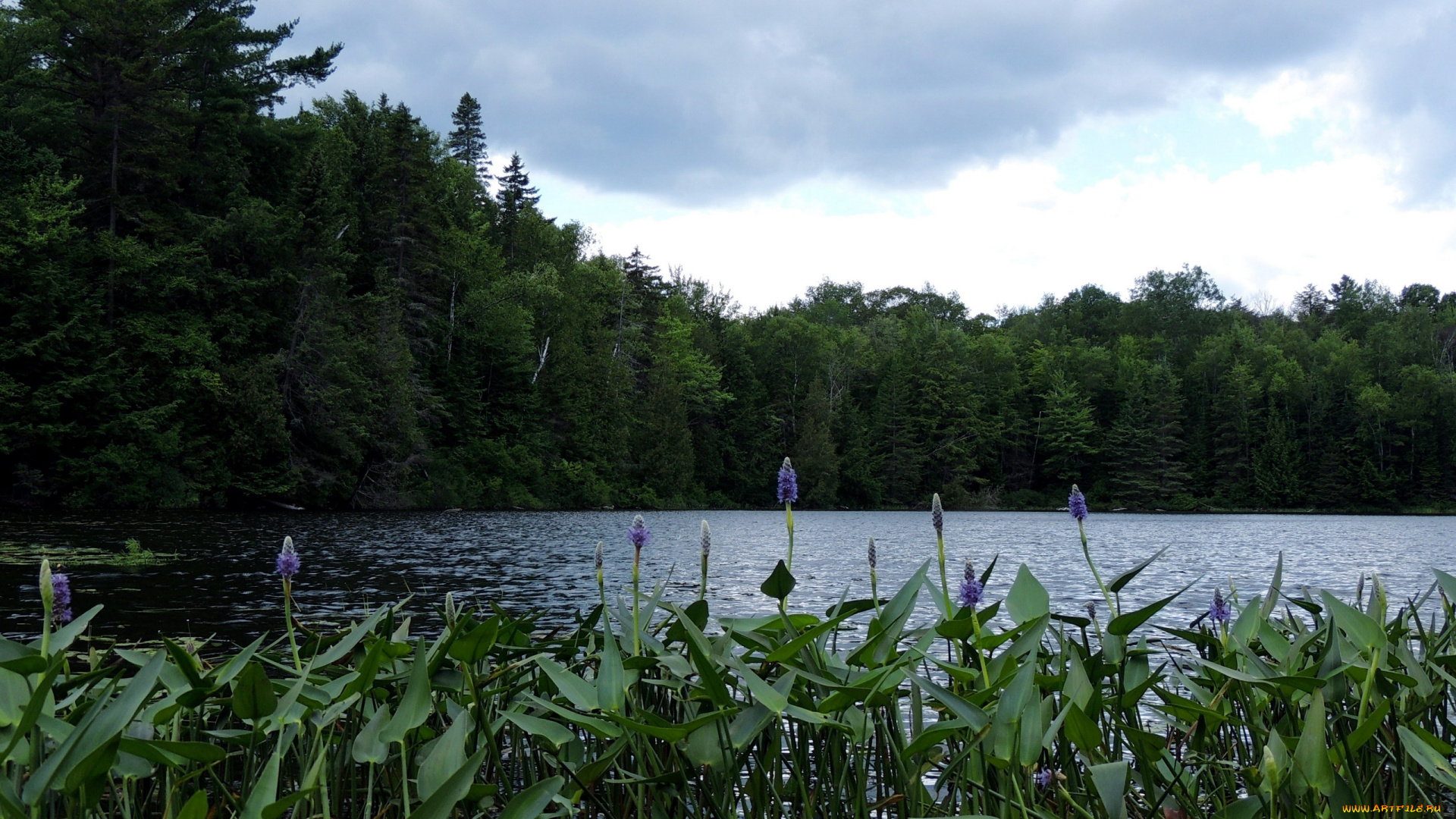 природа, реки, озера, река, вода, цветы, деревья