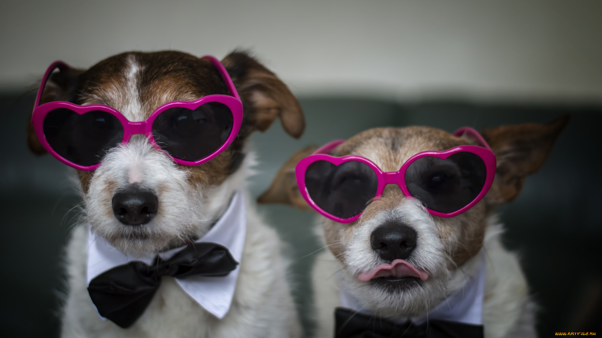 юмор, и, приколы, собаки, очки, дом