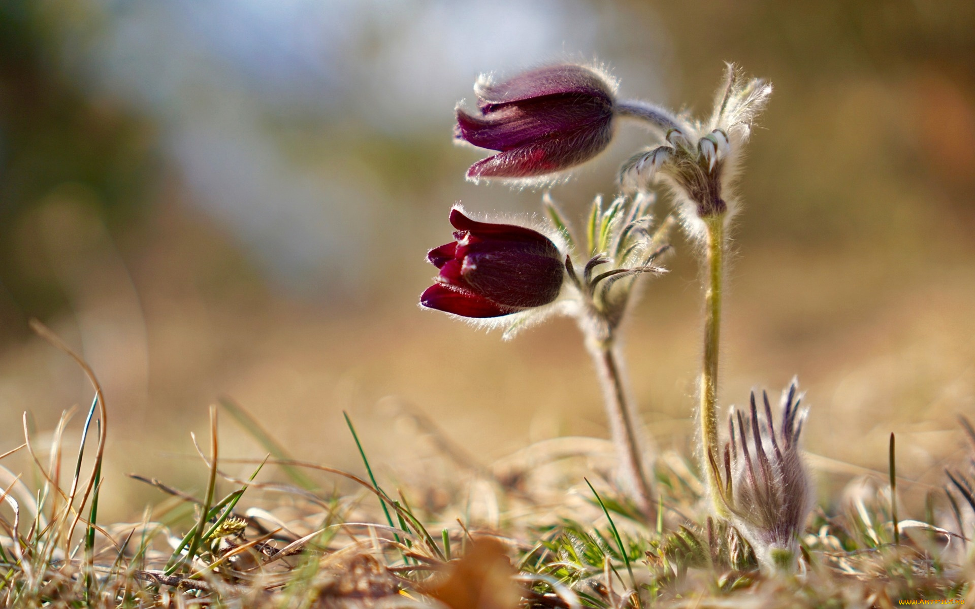 цветы, анемоны, , сон-трава, бутоны