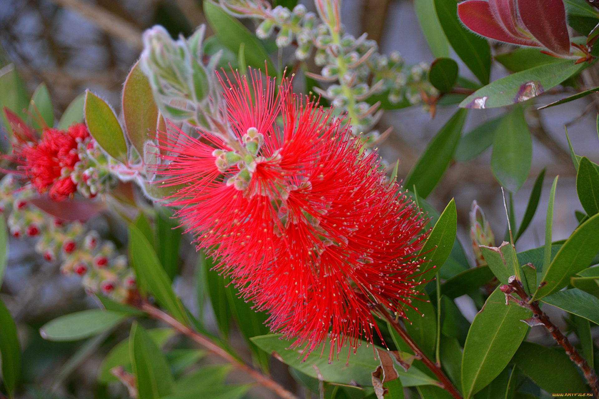 цветы, каллистемон, пушистый
