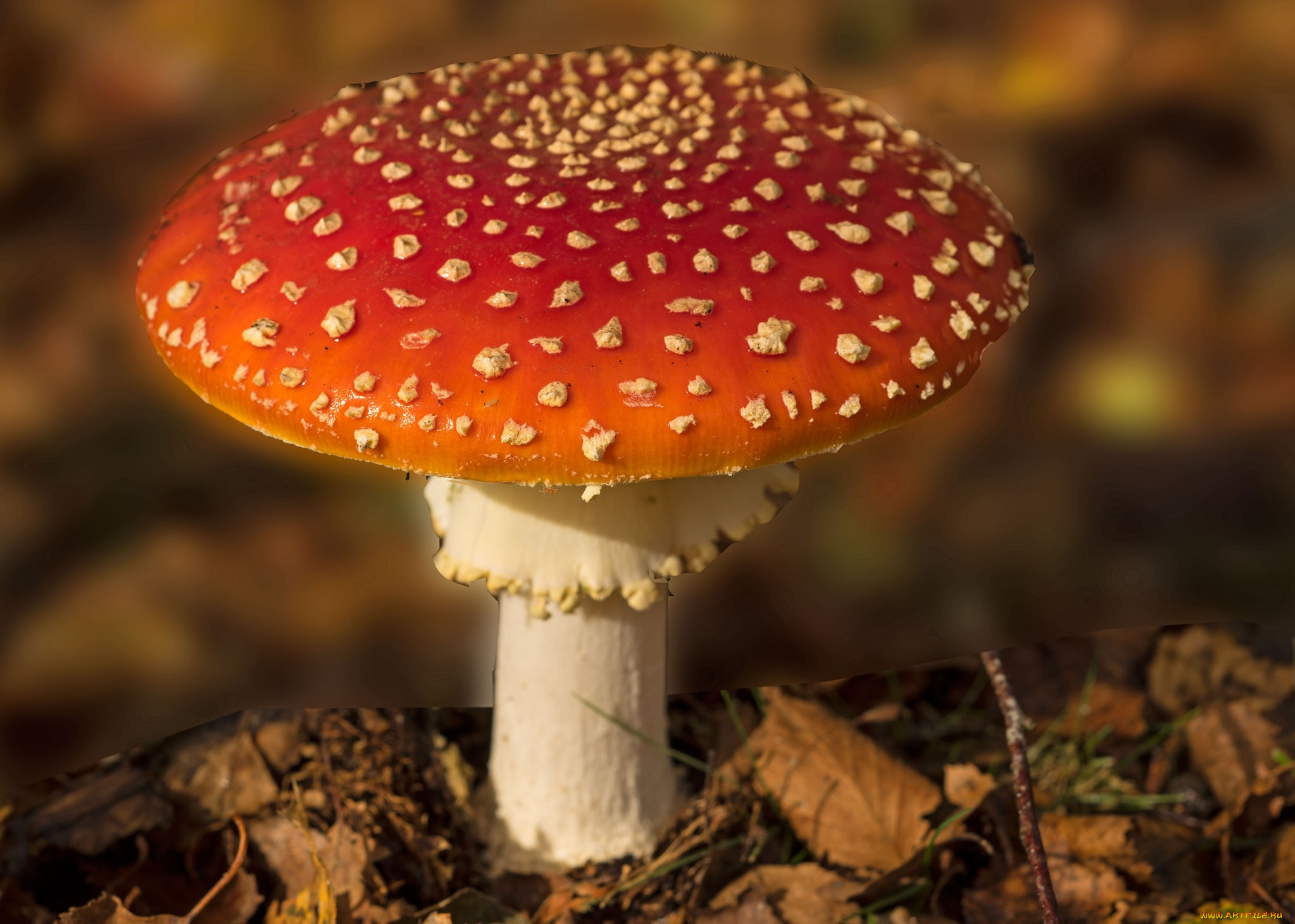 природа, грибы, , мухомор, грибок