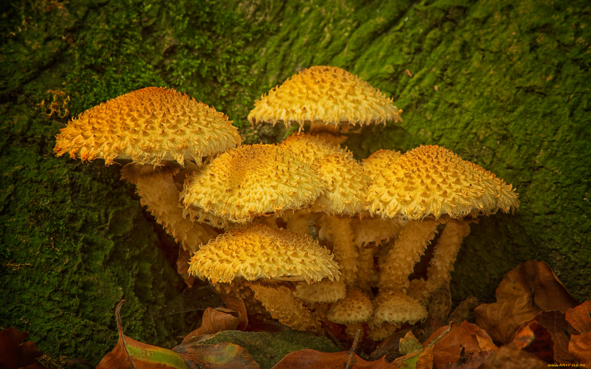 природа, грибы, опята