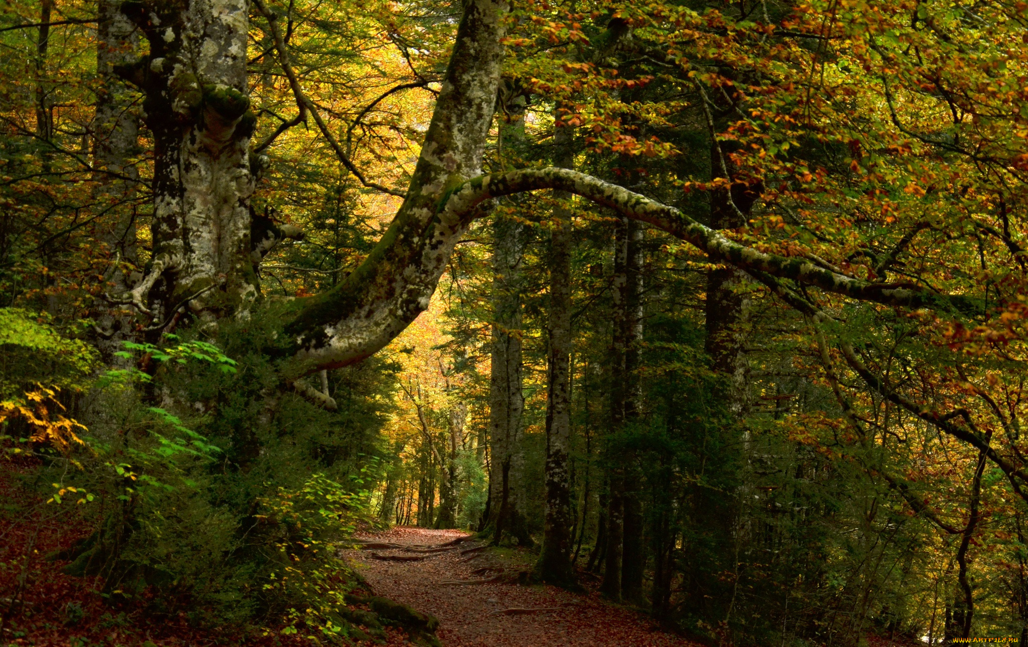 природа, лес, деревья