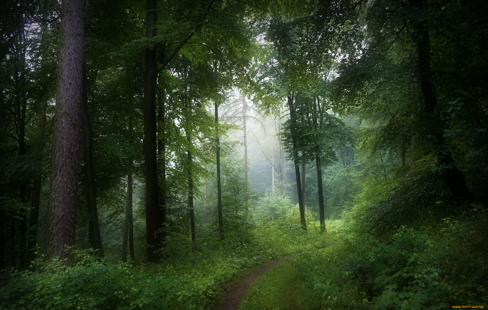 природа, дороги, весна, деревья, лес