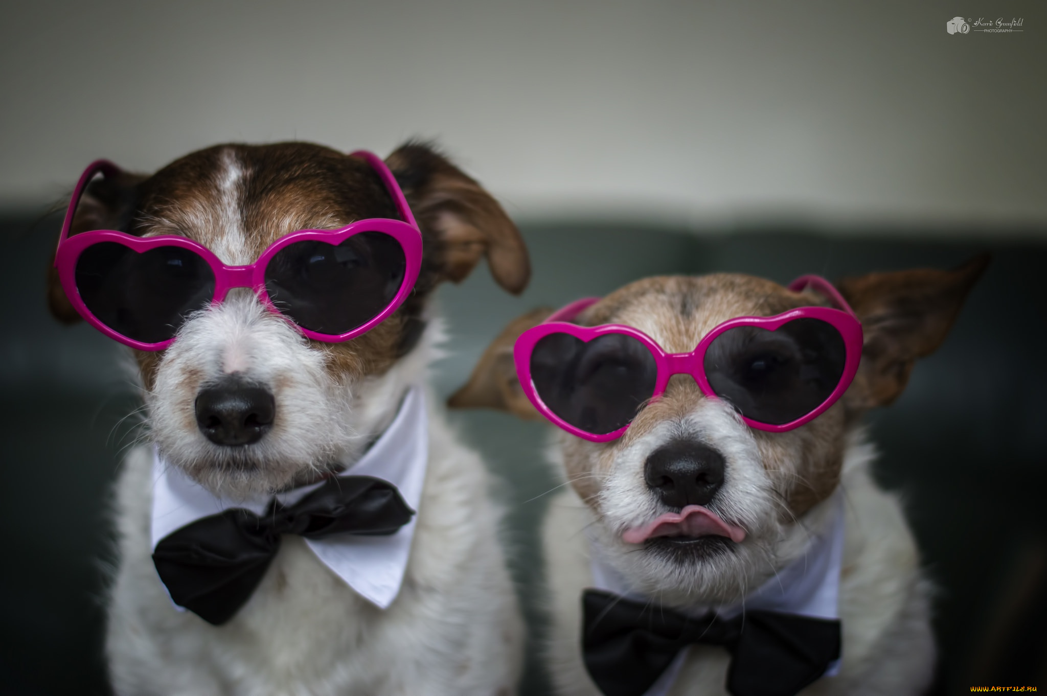 юмор, и, приколы, собаки, очки, дом