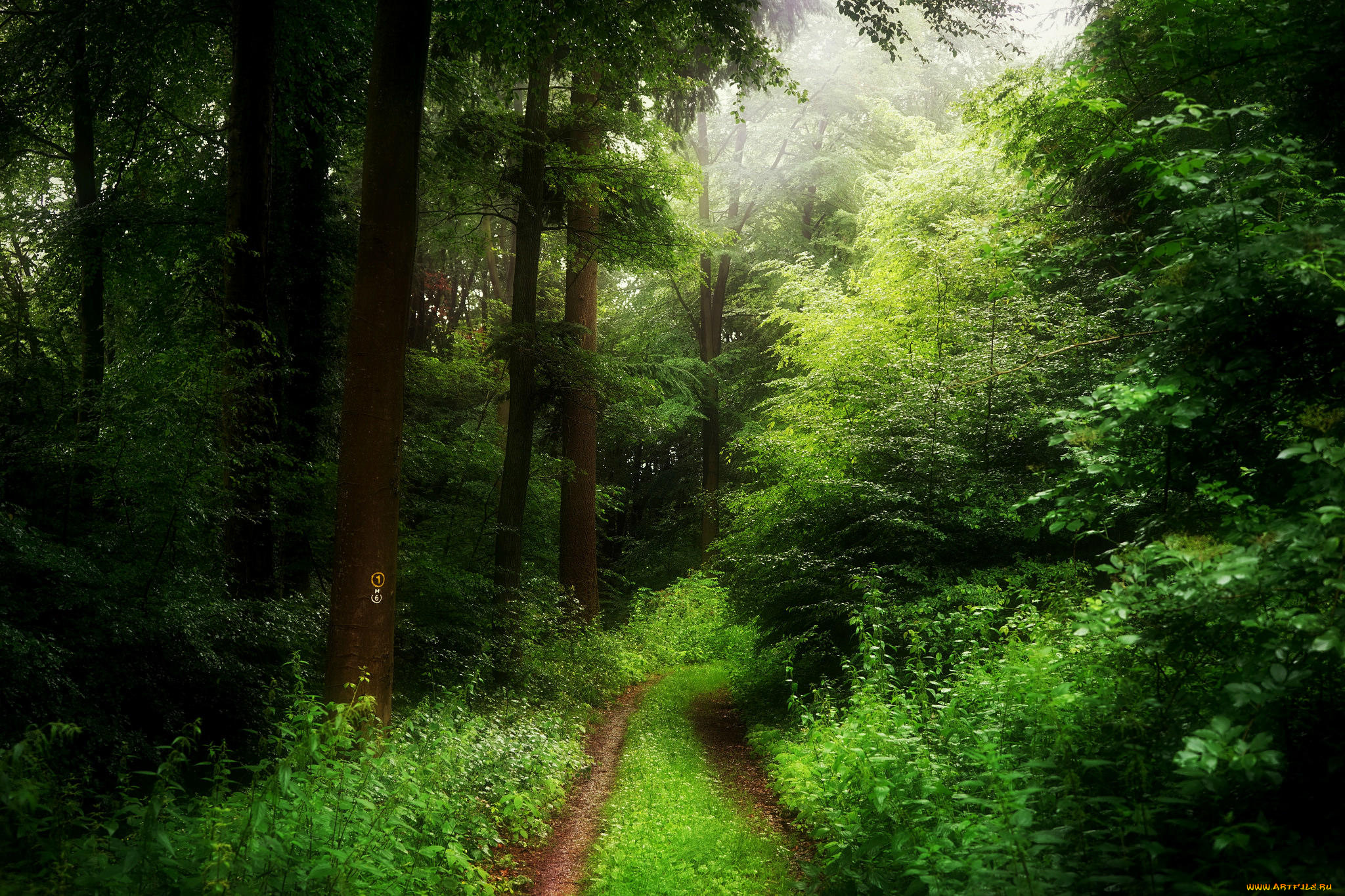 природа, дороги, деревья, лес, весна