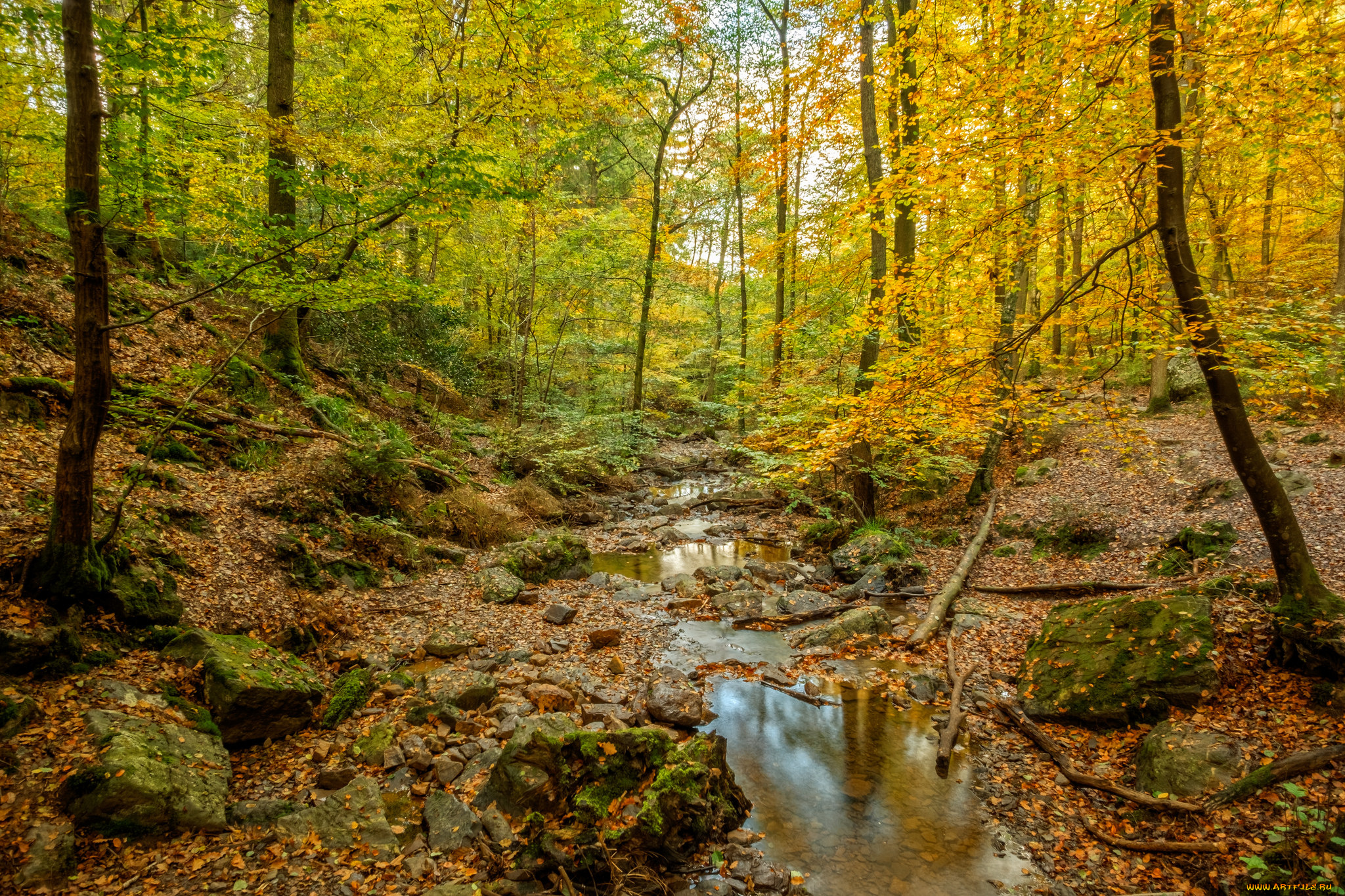 природа, реки, озера, река, лес