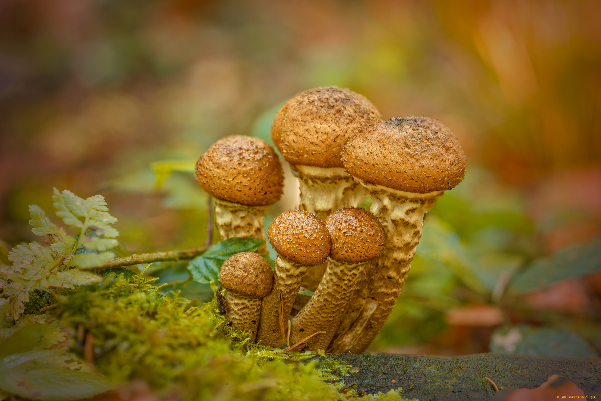 природа, грибы, опята