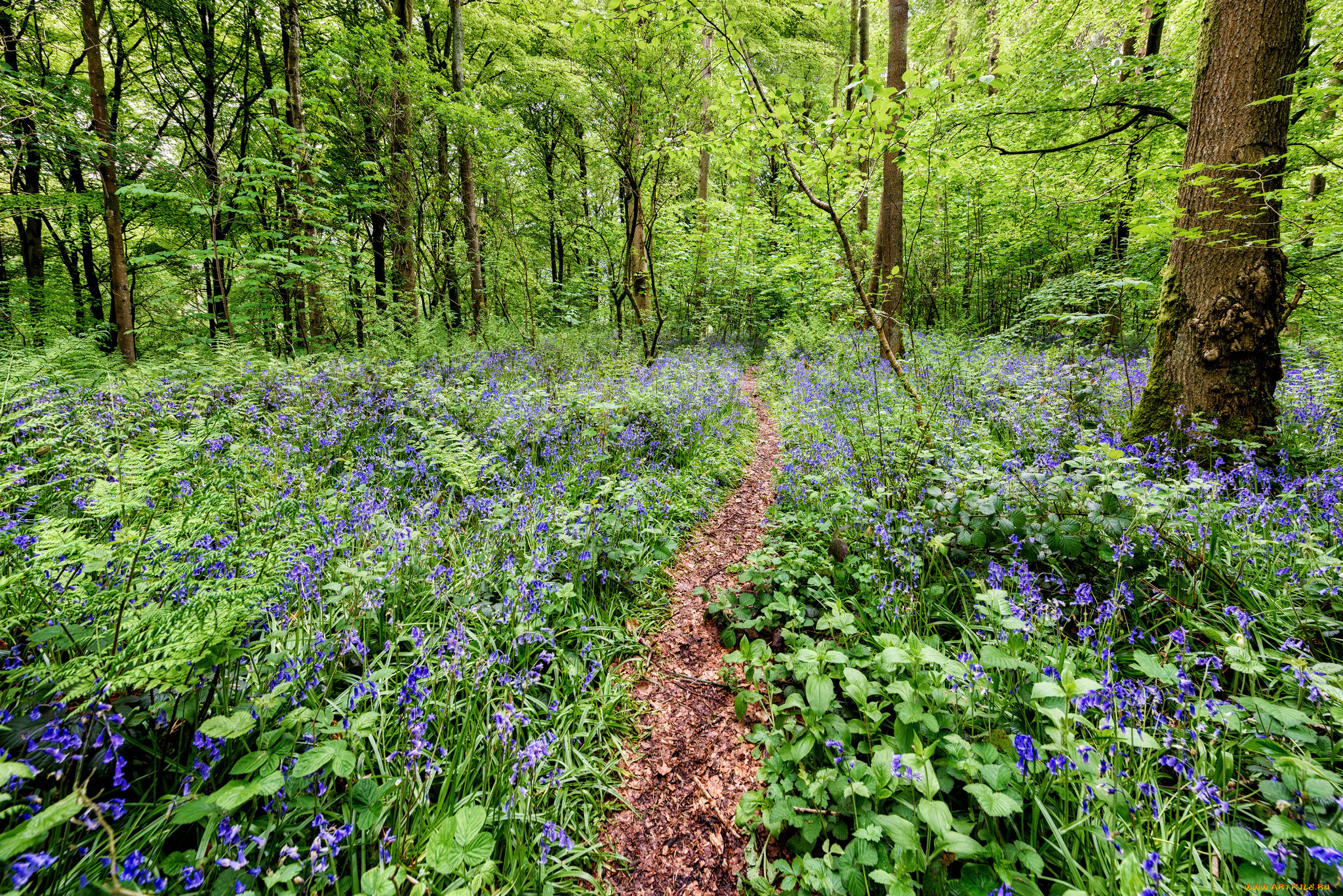 природа, лес, тропика