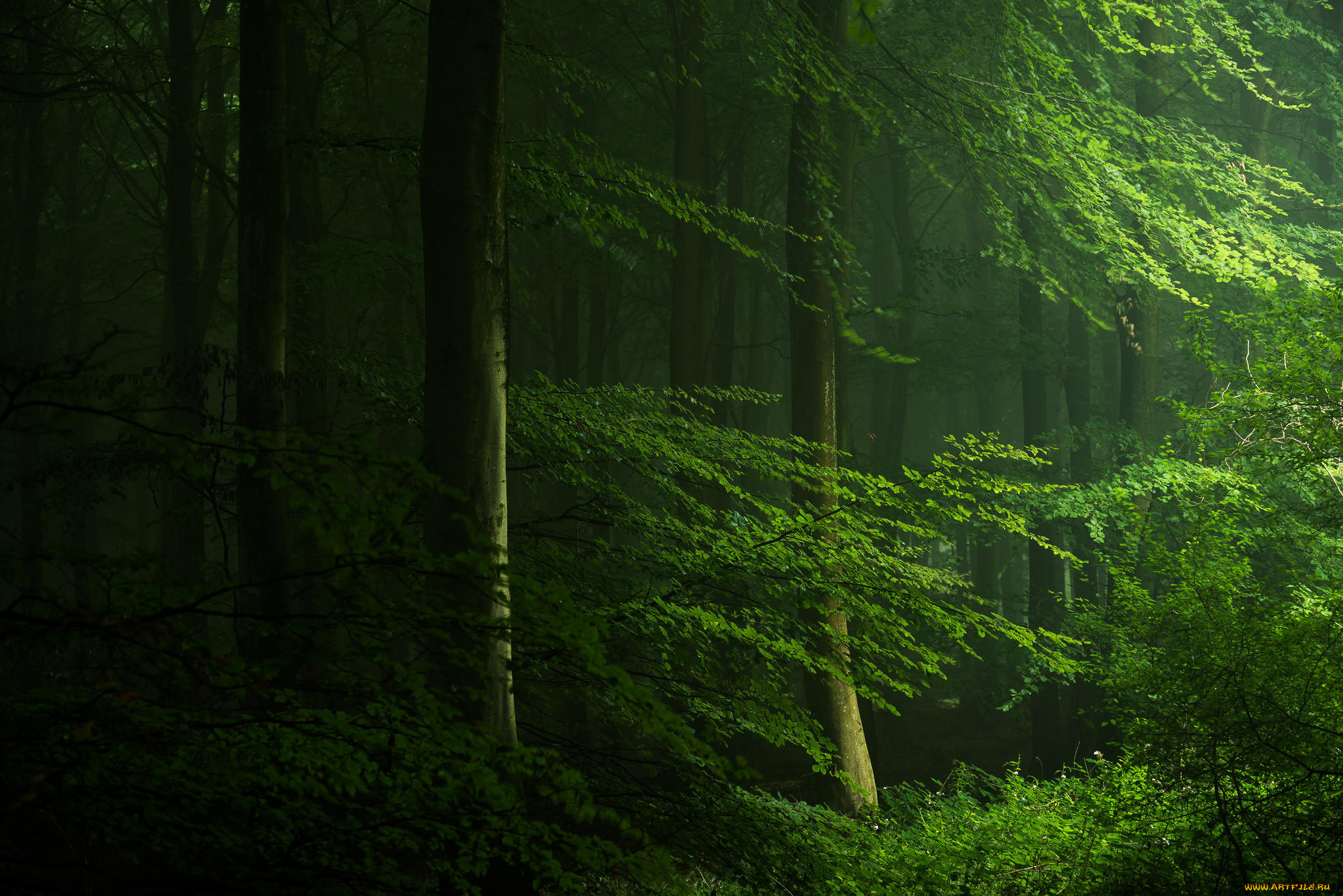 природа, лес, весна, деревья