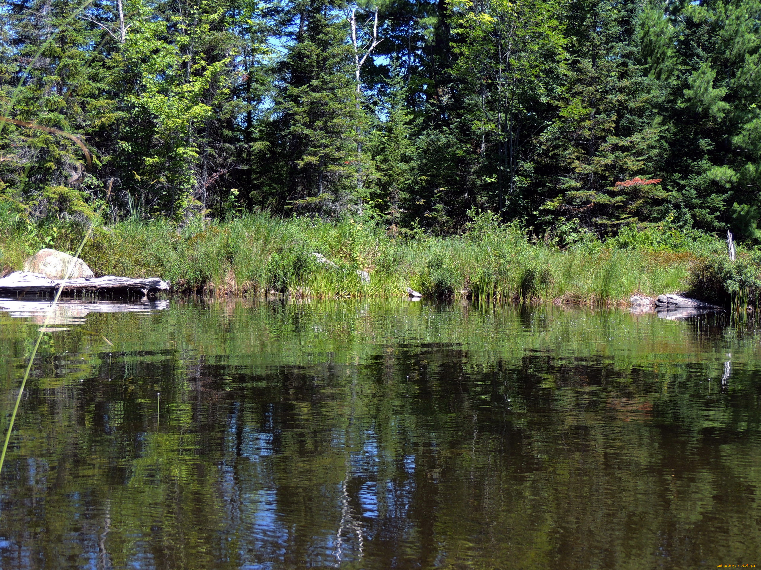 природа, реки, озера, деревья, река