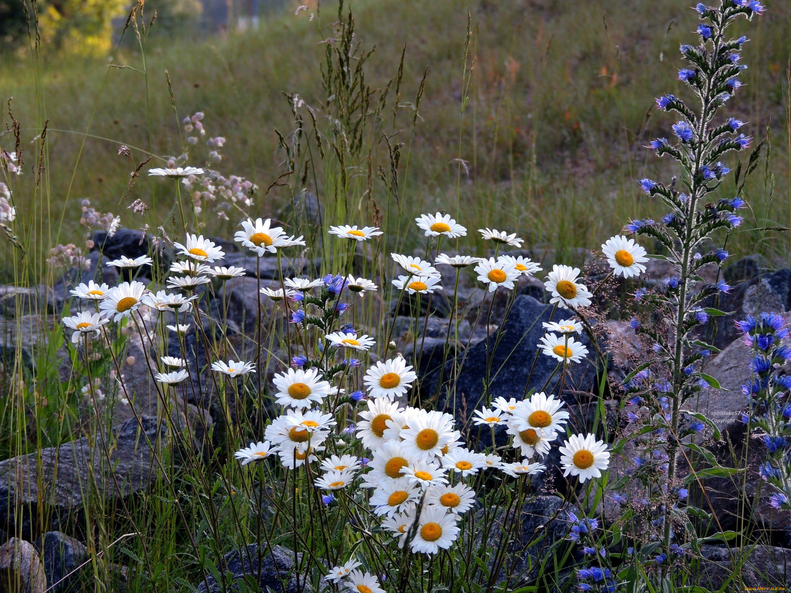 цветы, луговые, , полевые, , цветы, ромашки