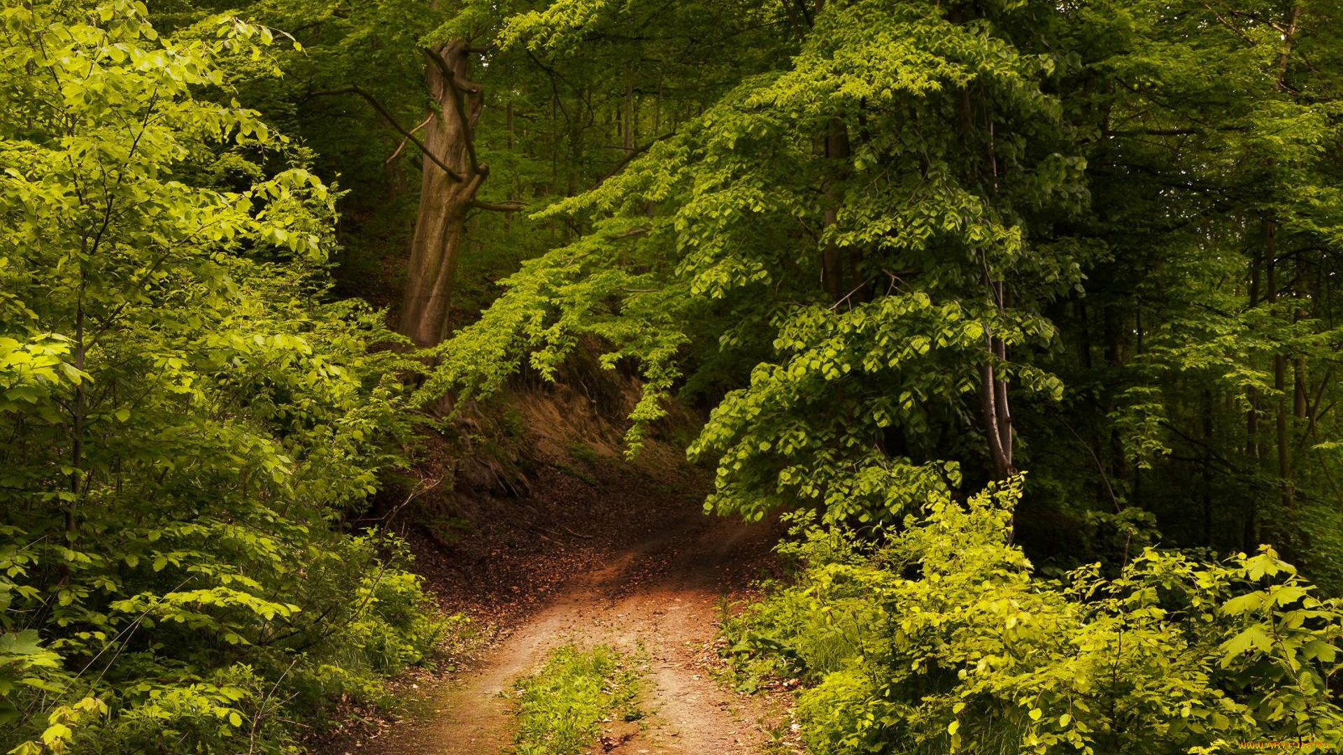 природа, дороги, простор