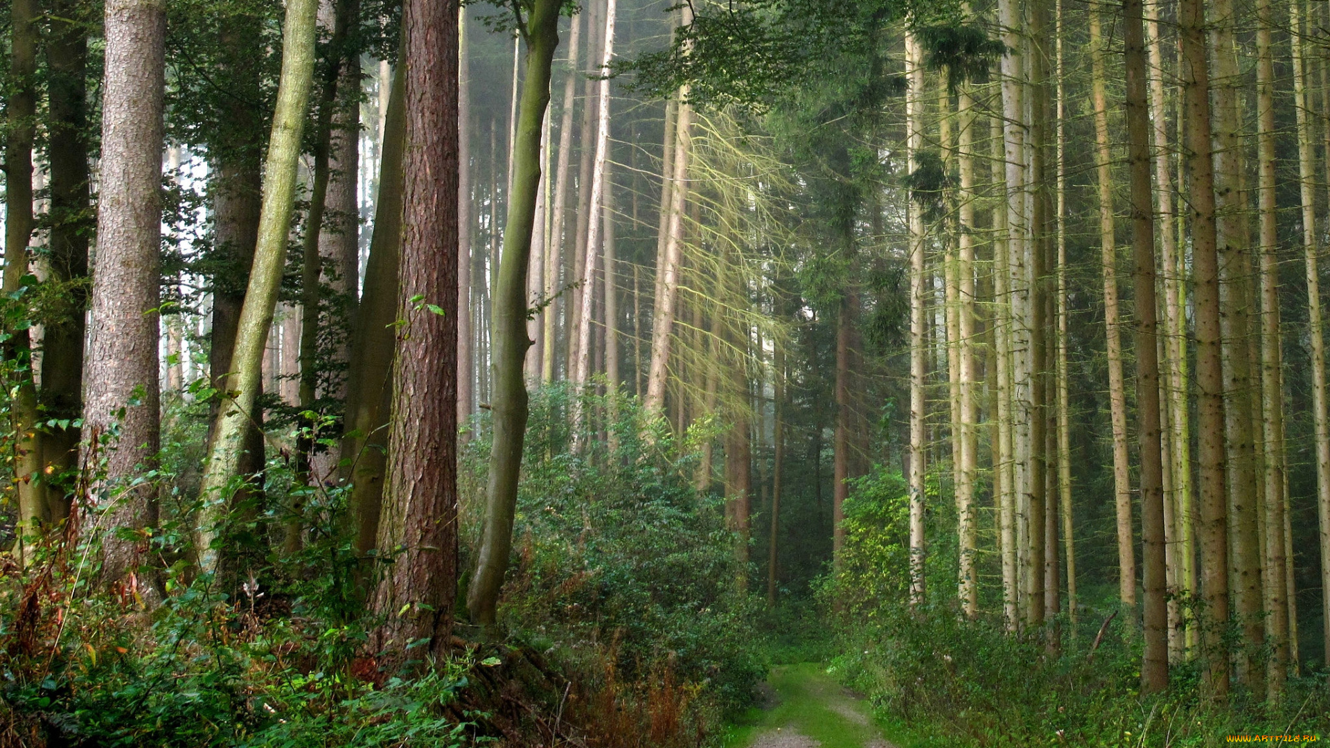 природа, дороги, простор