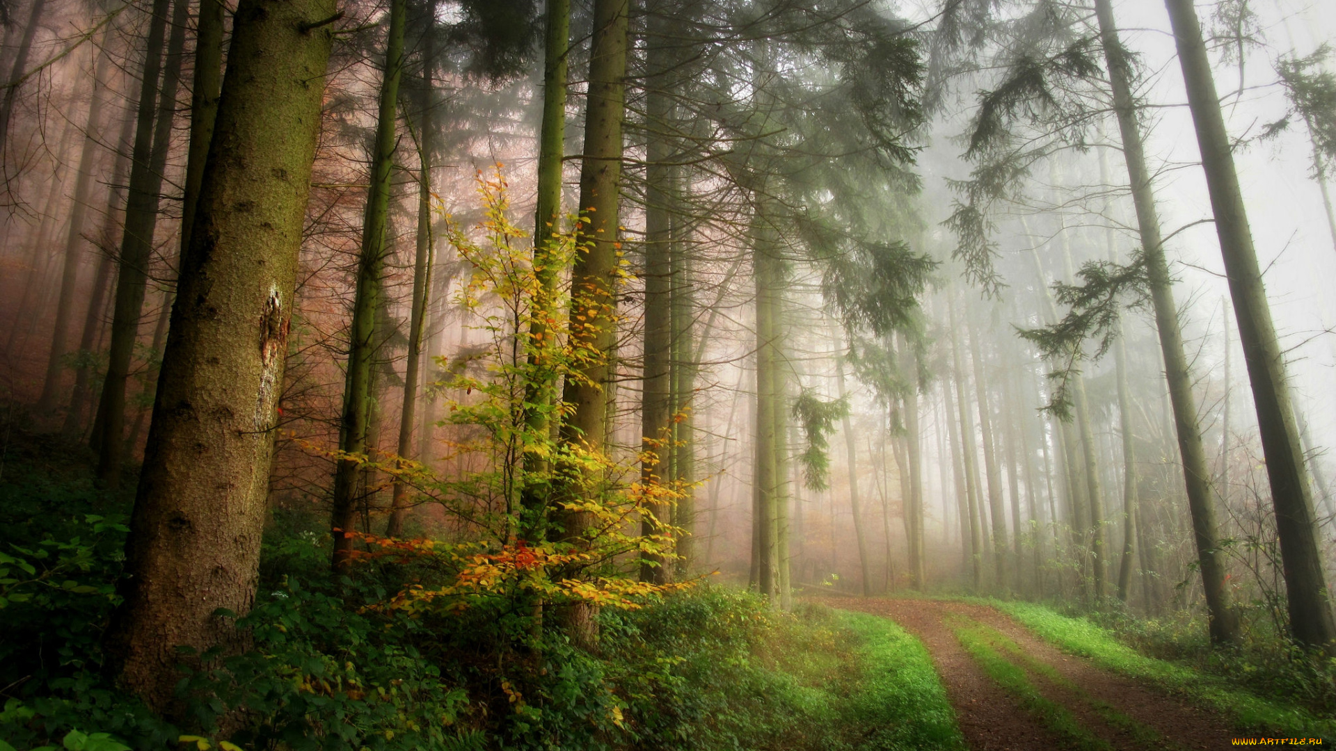 природа, дороги, простор