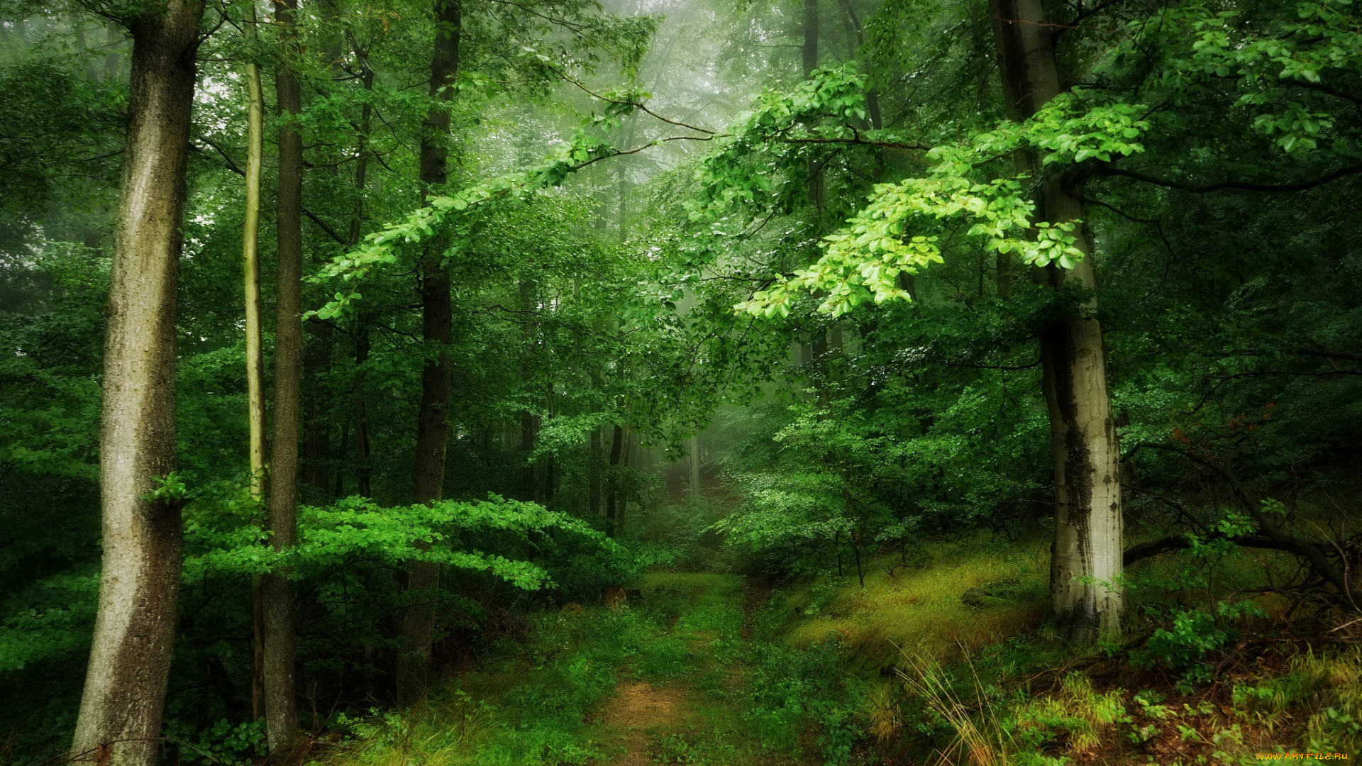 природа, лес, простор