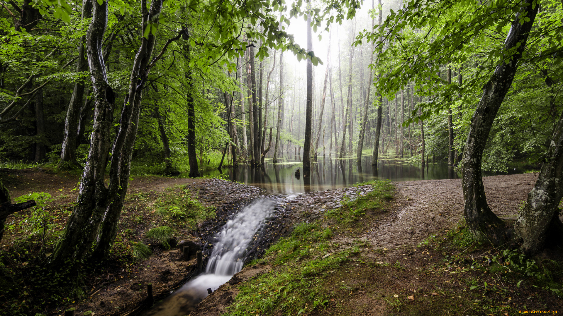 природа, лес, простор