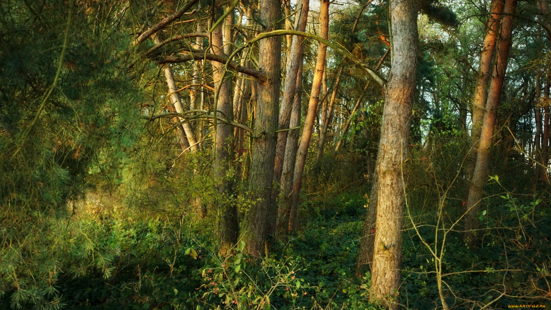 природа, лес, простор