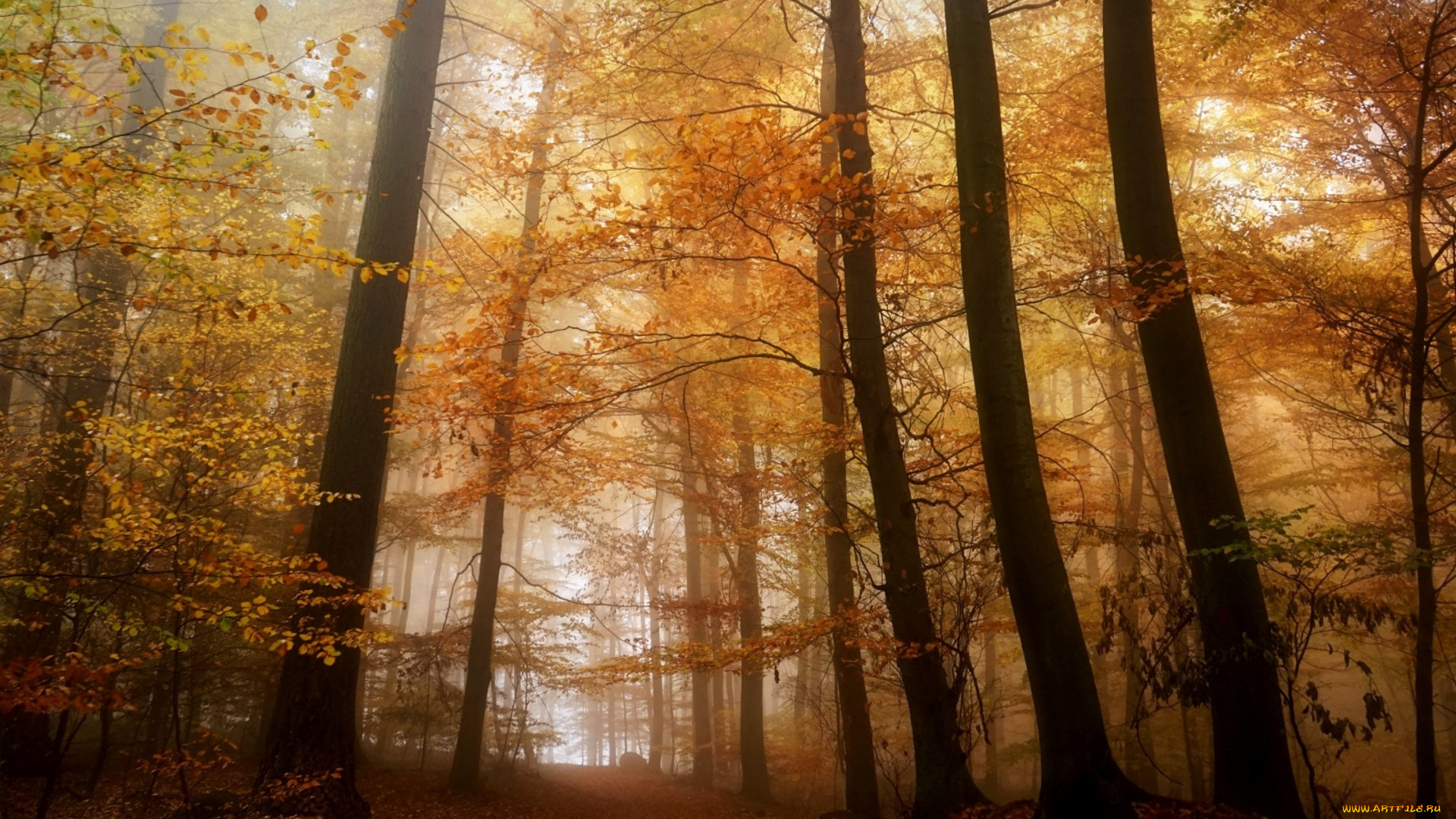 природа, лес, простор