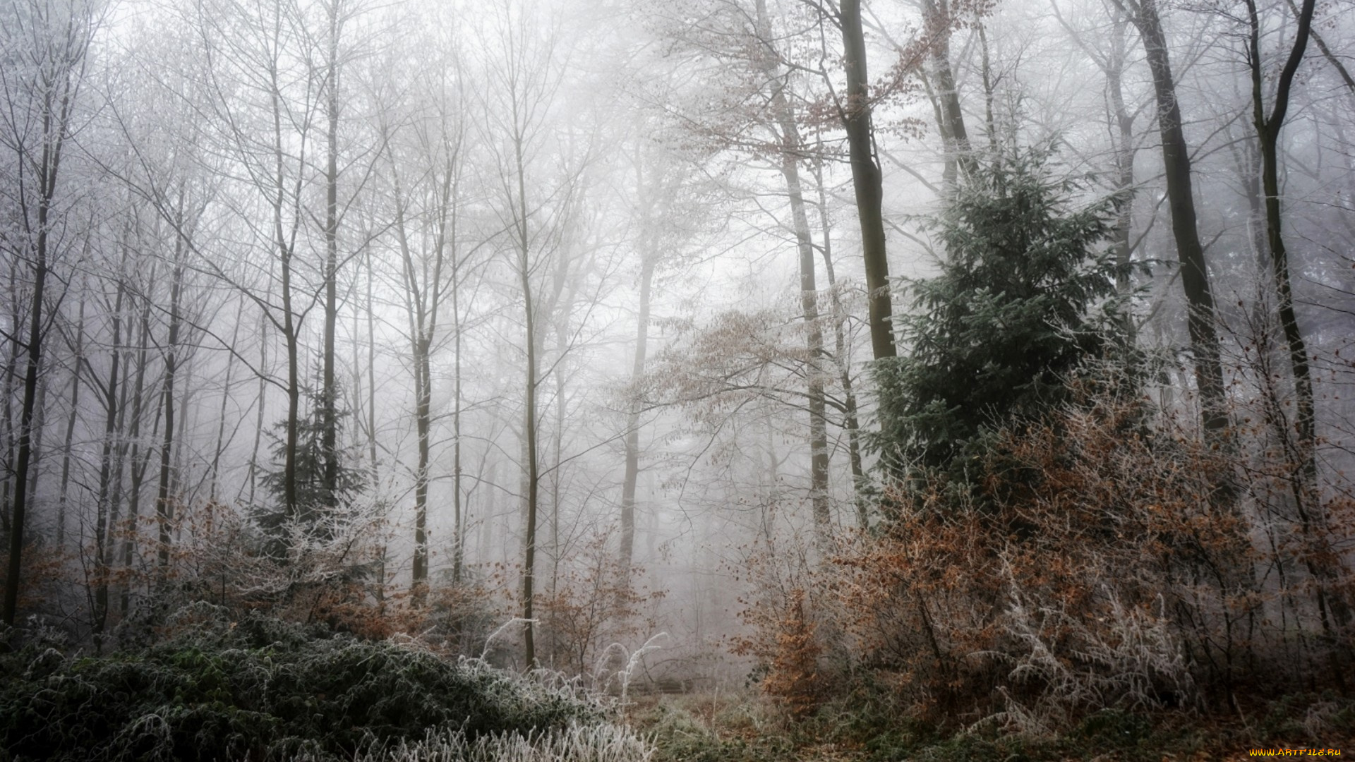 природа, лес, простор