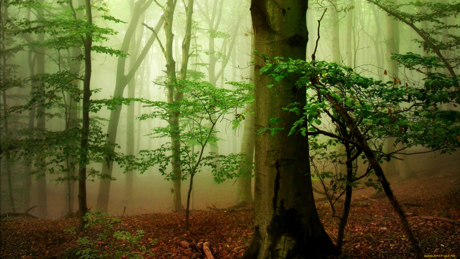 природа, лес, простор