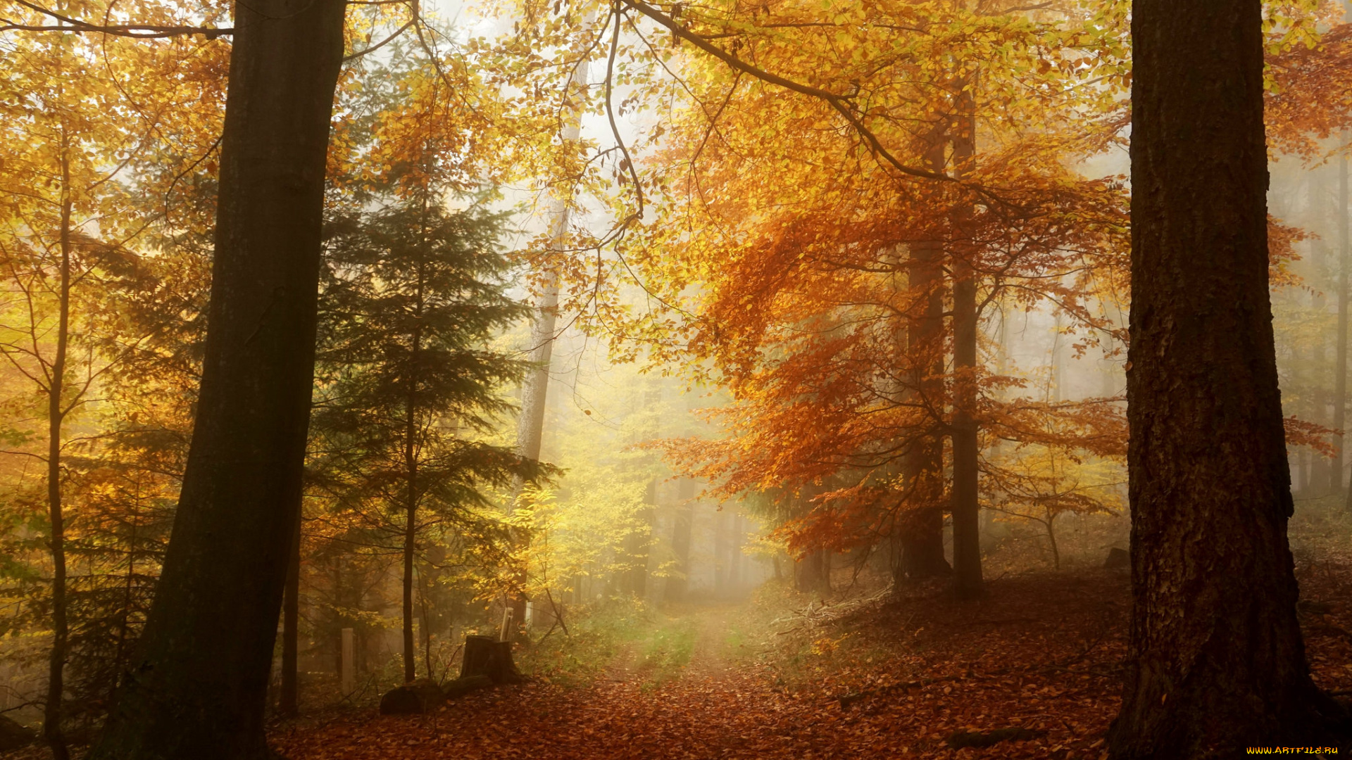 природа, лес, простор