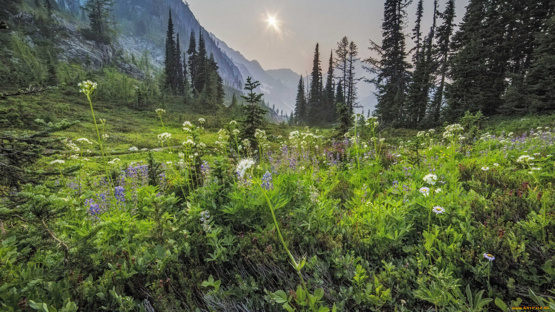 природа, луга, простор