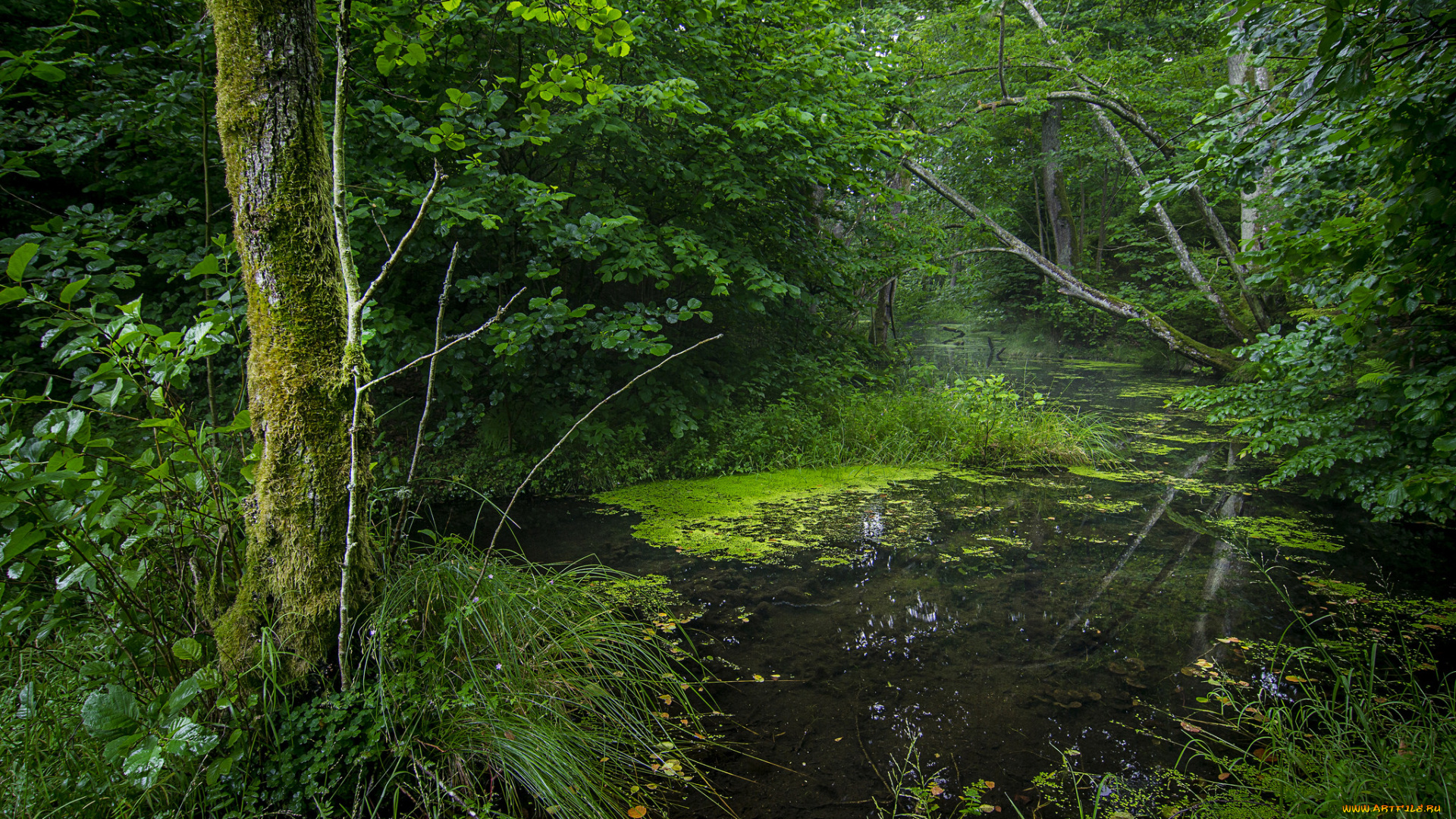 природа, реки, озера, простор