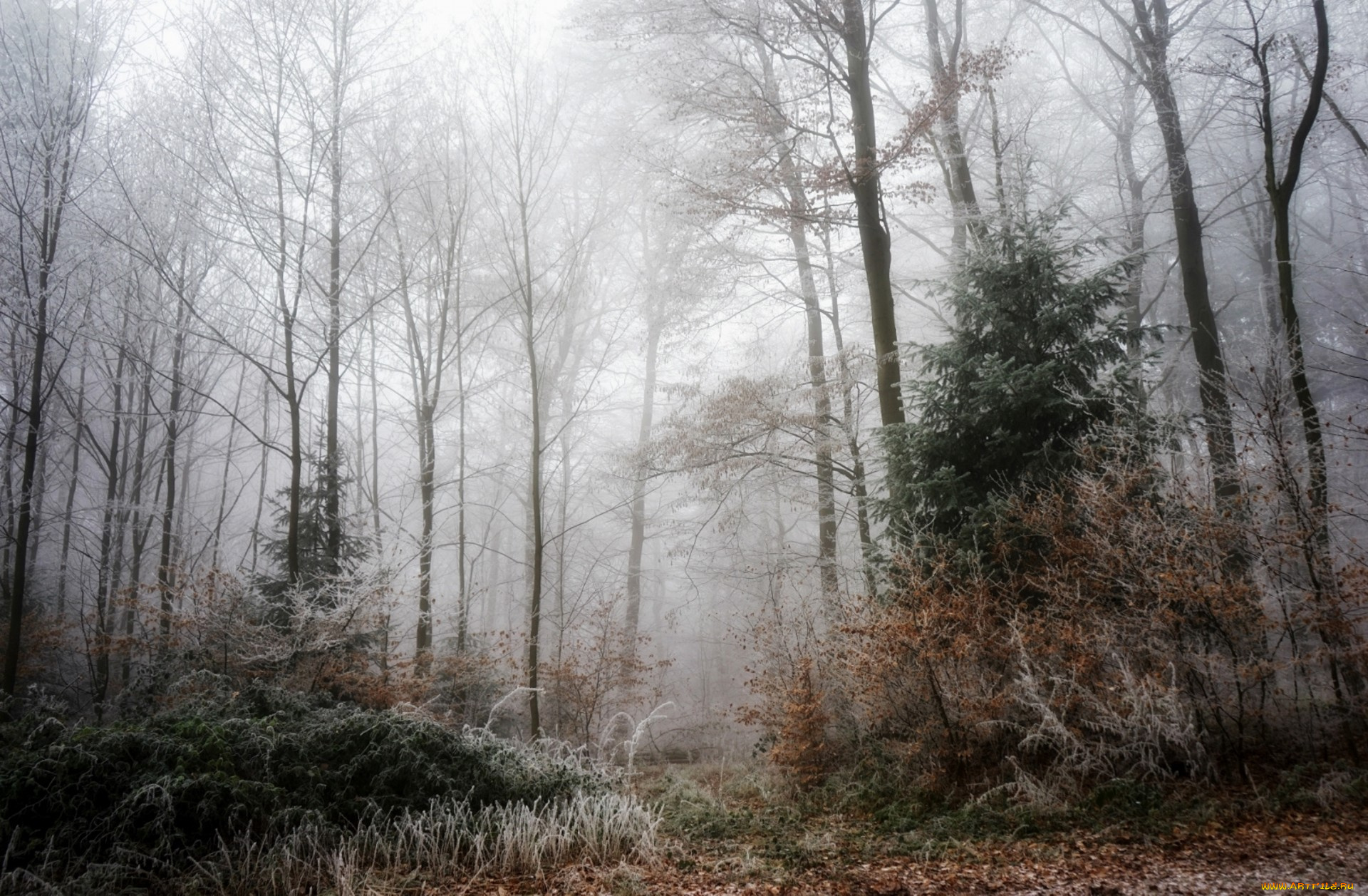 природа, лес, простор