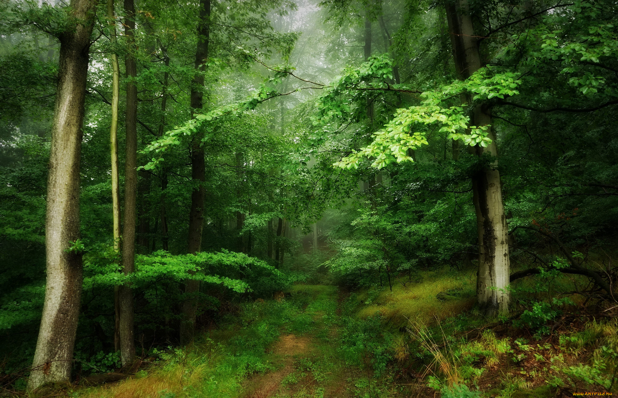 природа, лес, простор