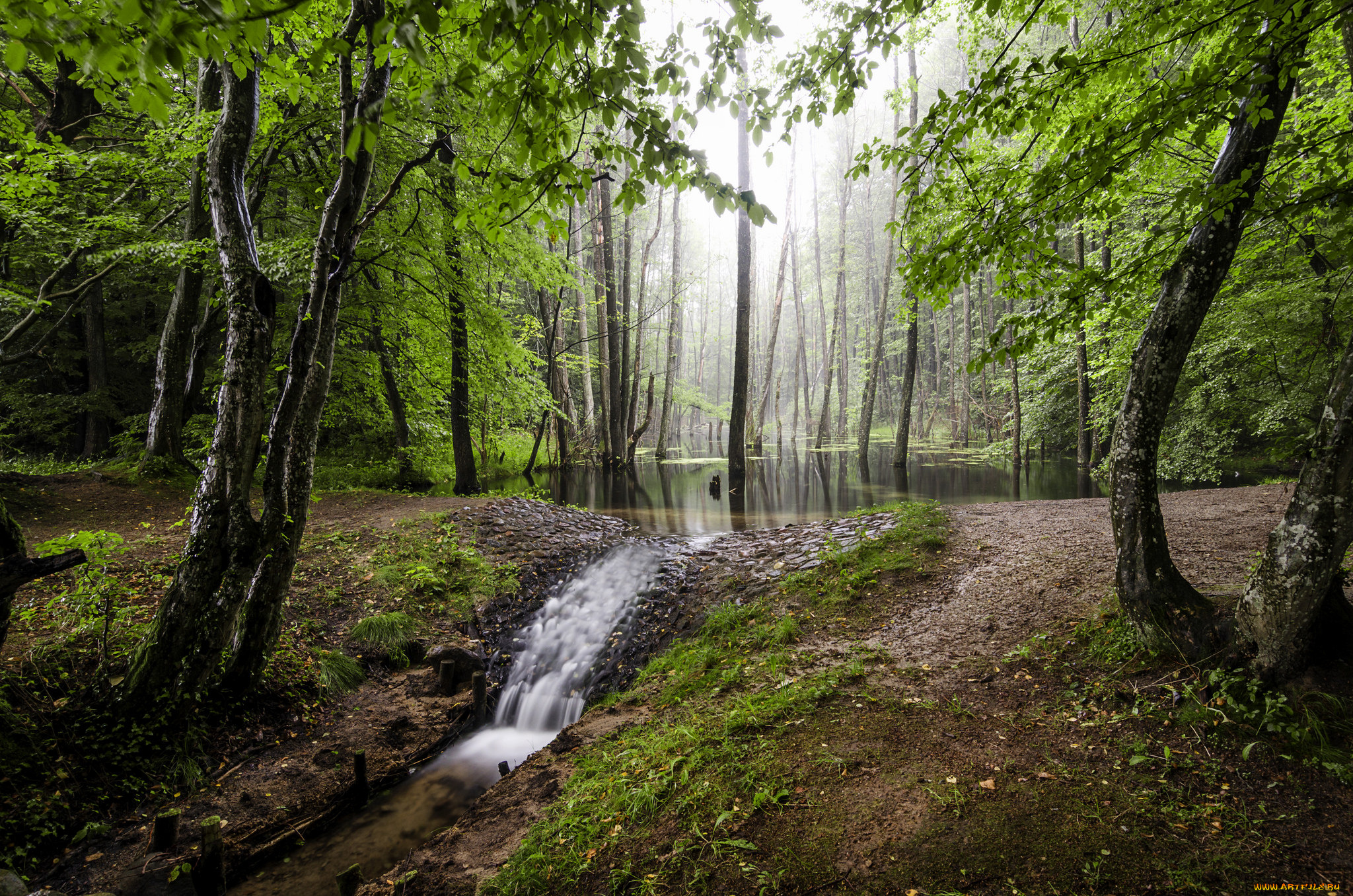 природа, лес, простор