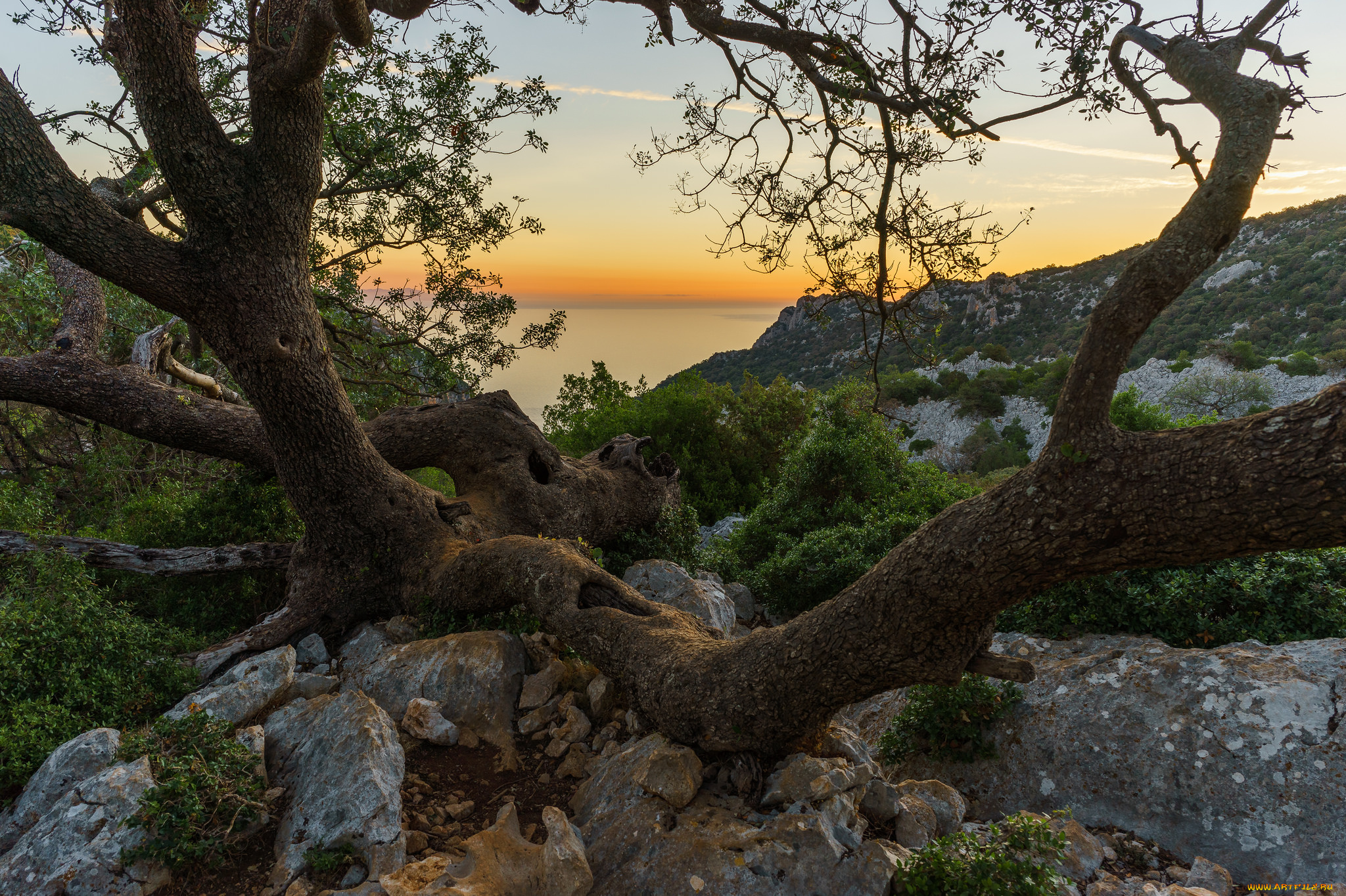 природа, деревья, простор