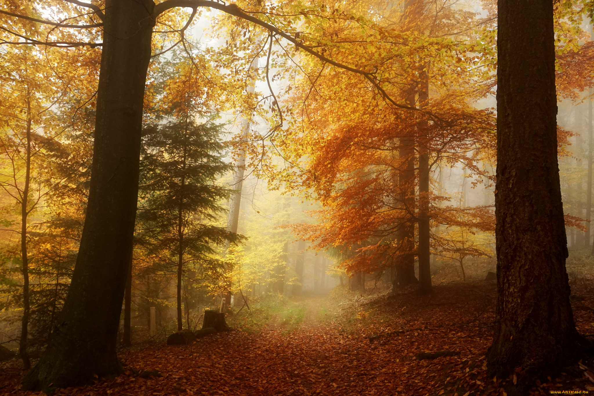 природа, лес, простор