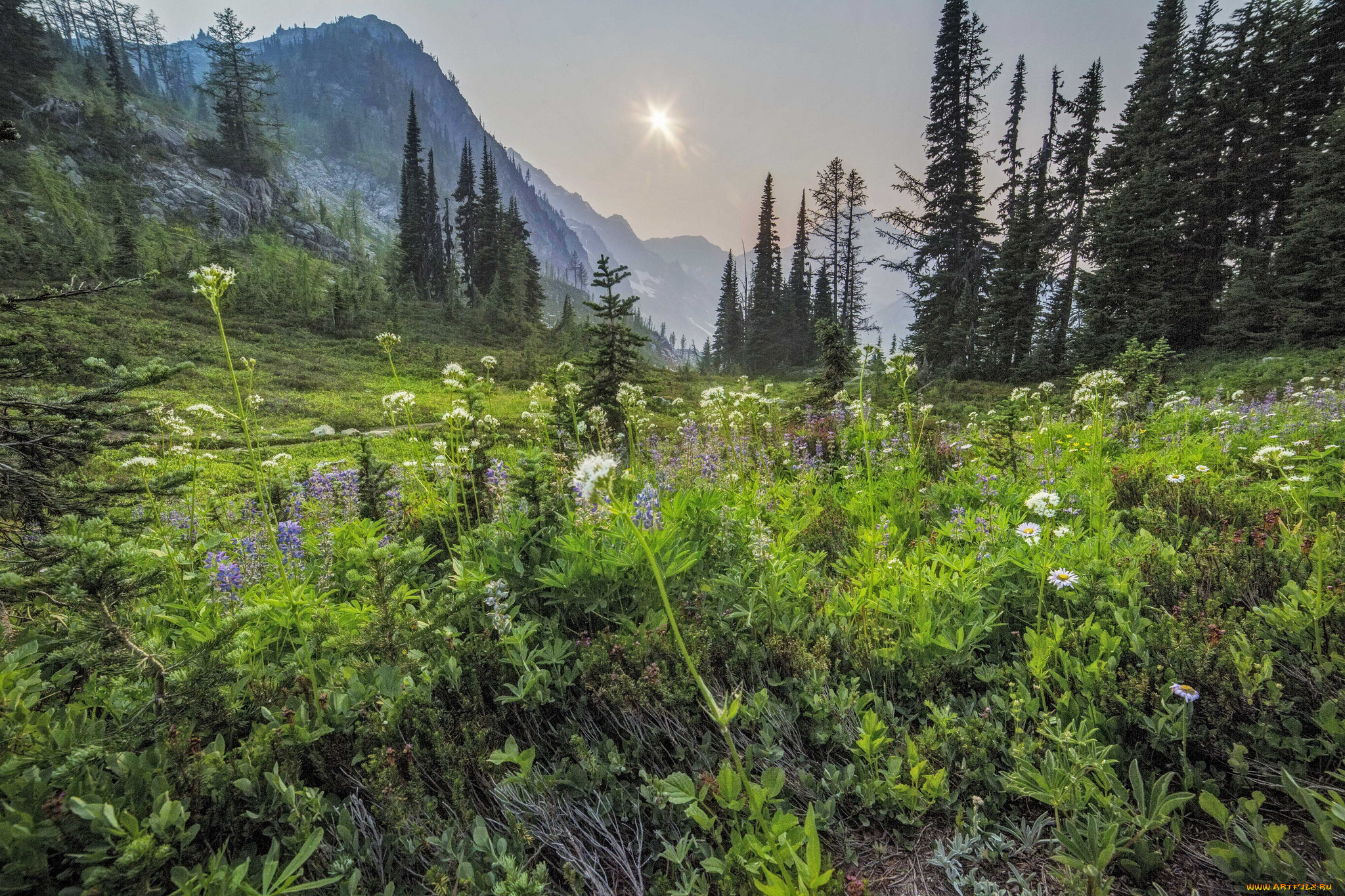 природа, луга, простор