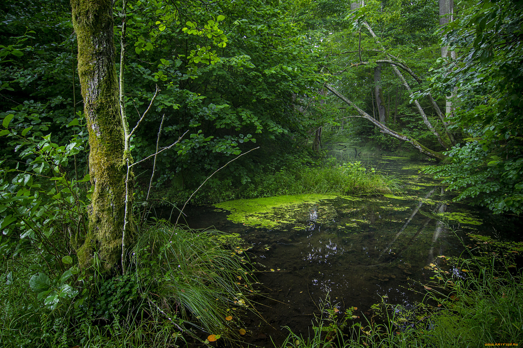 природа, реки, озера, простор