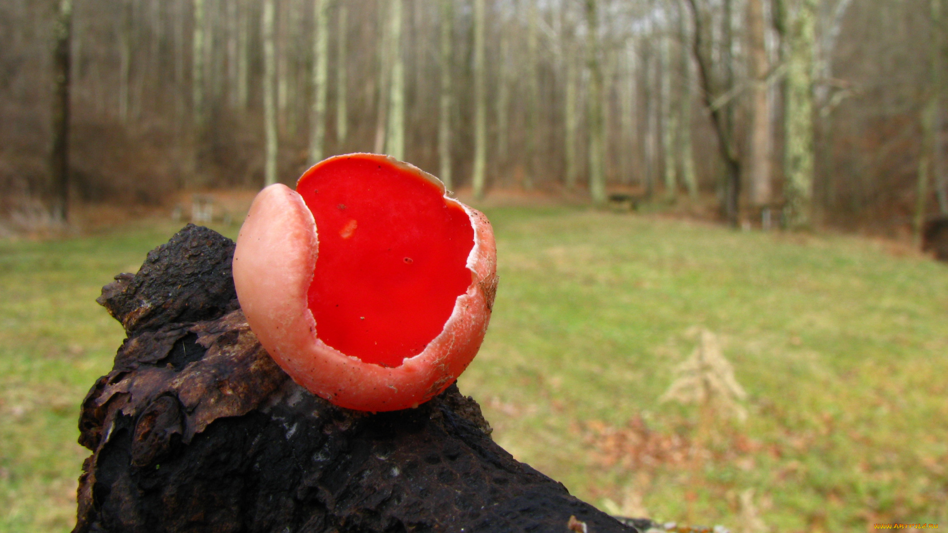 природа, грибы, гриб, коряга, поляна, лес