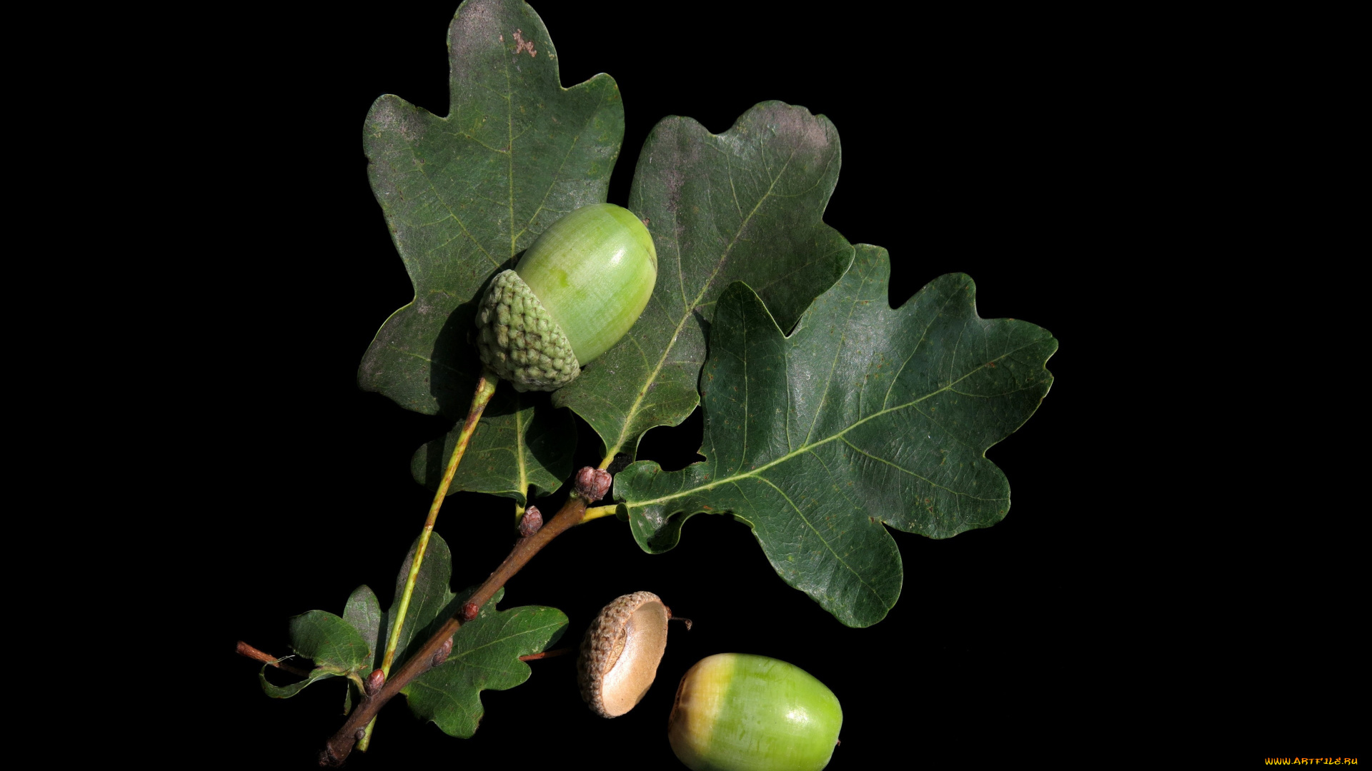 природа, шишки, , жёлуди, , каштаны, желуди