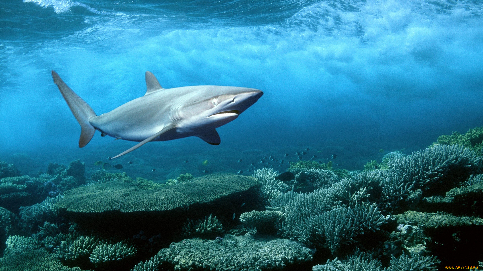 животные, акулы, акула, кораллы, море