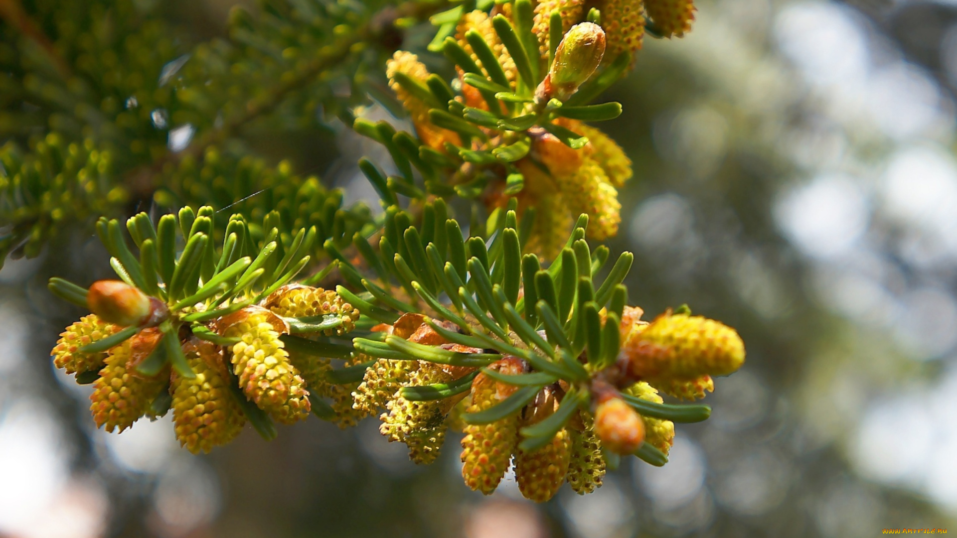 природа, шишки, , жёлуди, , каштаны, green, tree, twig