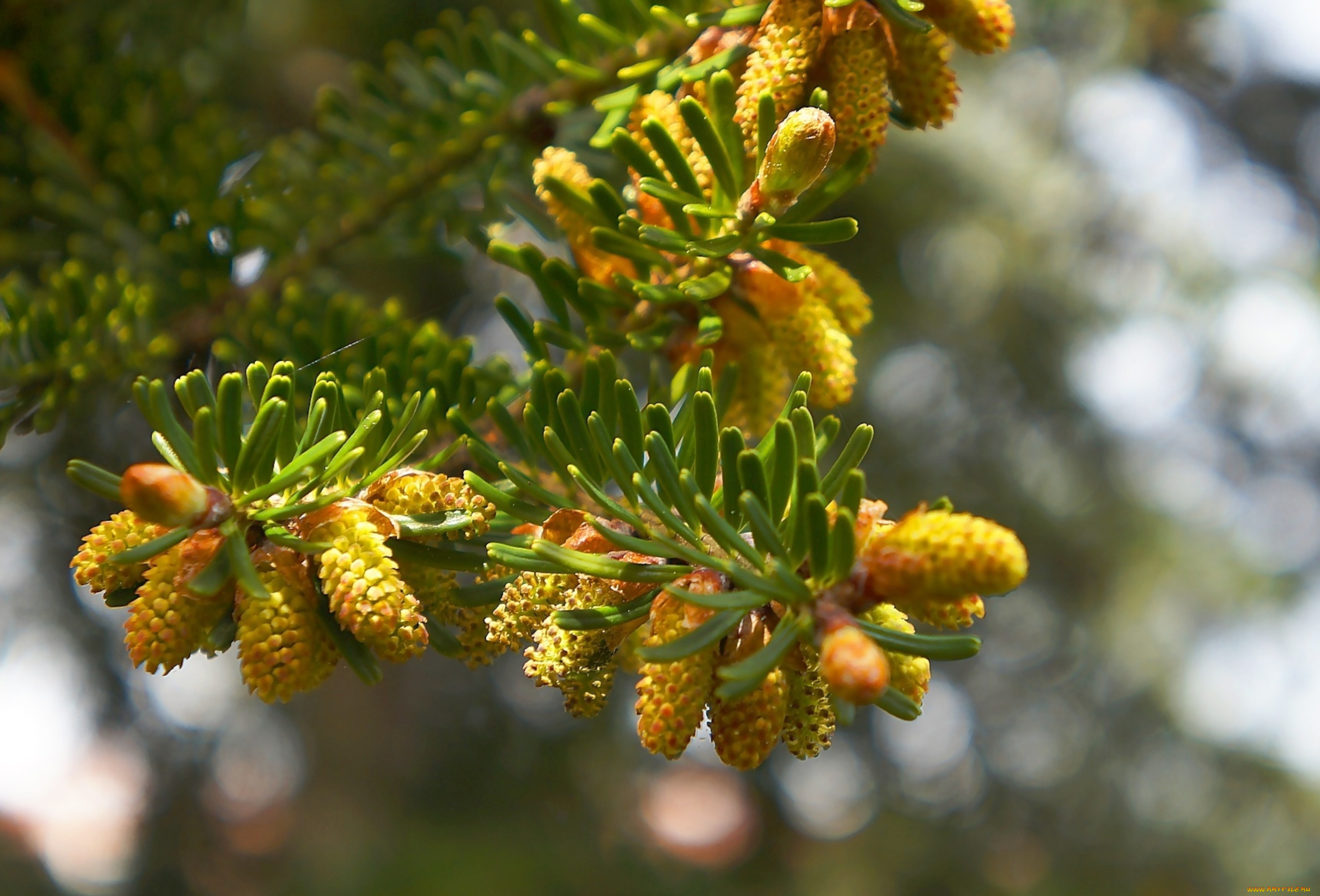 природа, шишки, , жёлуди, , каштаны, green, tree, twig